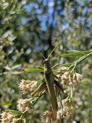 Schistocerca shoshone
