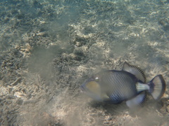 Balistoides viridescens