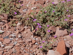 Papilio polyxenes rudkini
