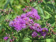 Vernonia baldwinii