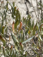 Grayia brandegeei
