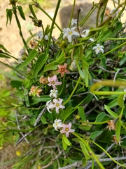 Diplolepis geminiflora