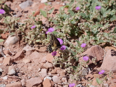 Papilio polyxenes rudkini