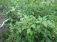 Berberis amurensis