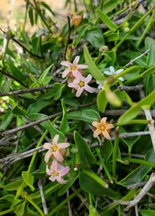 Diplolepis geminiflora