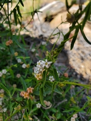 Diplolepis geminiflora