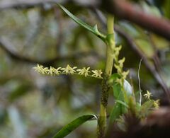 Epidendroideae