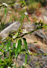 Diplolepis geminiflora
