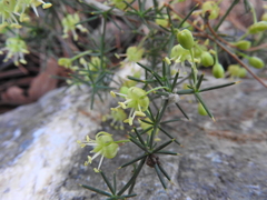 Asparagus acutifolius
