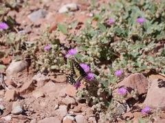 Papilio polyxenes rudkini