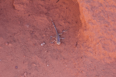 Callisaurus draconoides