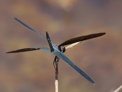 Rhyothemis plutonia