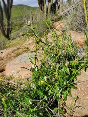 Diplolepis geminiflora