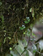 Elaphoglossum