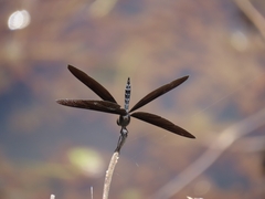Rhyothemis plutonia