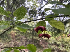 Euonymus latifolius