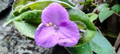 Tradescantia