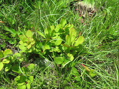 Berberis amurensis