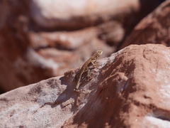 Uta stansburiana uniformis