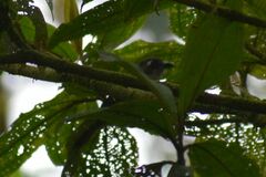 Chlorospingus flavopectus