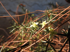 Asparagus acutifolius