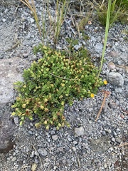 Hypericum anagalloides