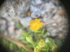 Hypericum anagalloides