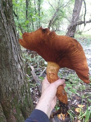 Gymnopilus subspectabilis