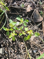 Acalypha neomexicana