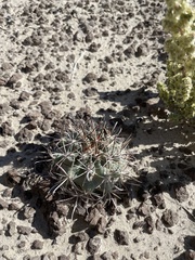 Sclerocactus cloverae