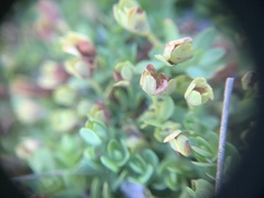 Hypericum anagalloides