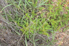 Acalypha