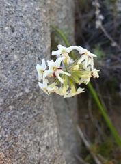 Glandularia sulphurea