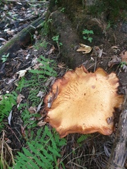 Gymnopilus subspectabilis