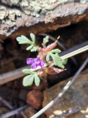 Schistophragma intermedium