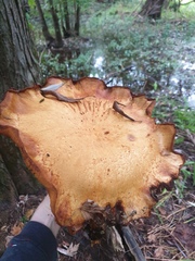 Gymnopilus subspectabilis