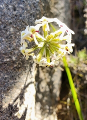 Glandularia sulphurea