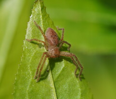 Neosparassus