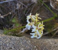 Glandularia sulphurea