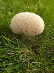 Lycoperdon utriforme