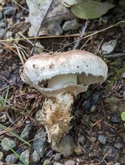 Tricholoma caligatum