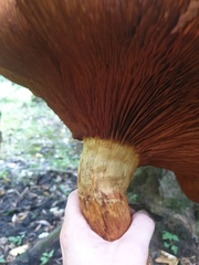 Gymnopilus subspectabilis