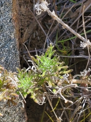 Glandularia sulphurea
