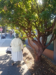 Arbutus × andrachnoides