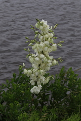 Yucca filamentosa