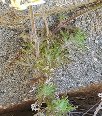 Glandularia sulphurea