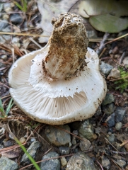 Tricholoma caligatum