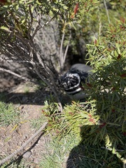 Spheniscus magellanicus