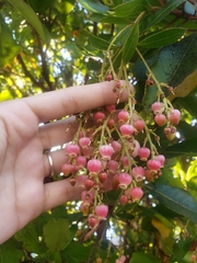 Arbutus × andrachnoides