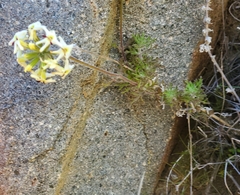 Glandularia sulphurea